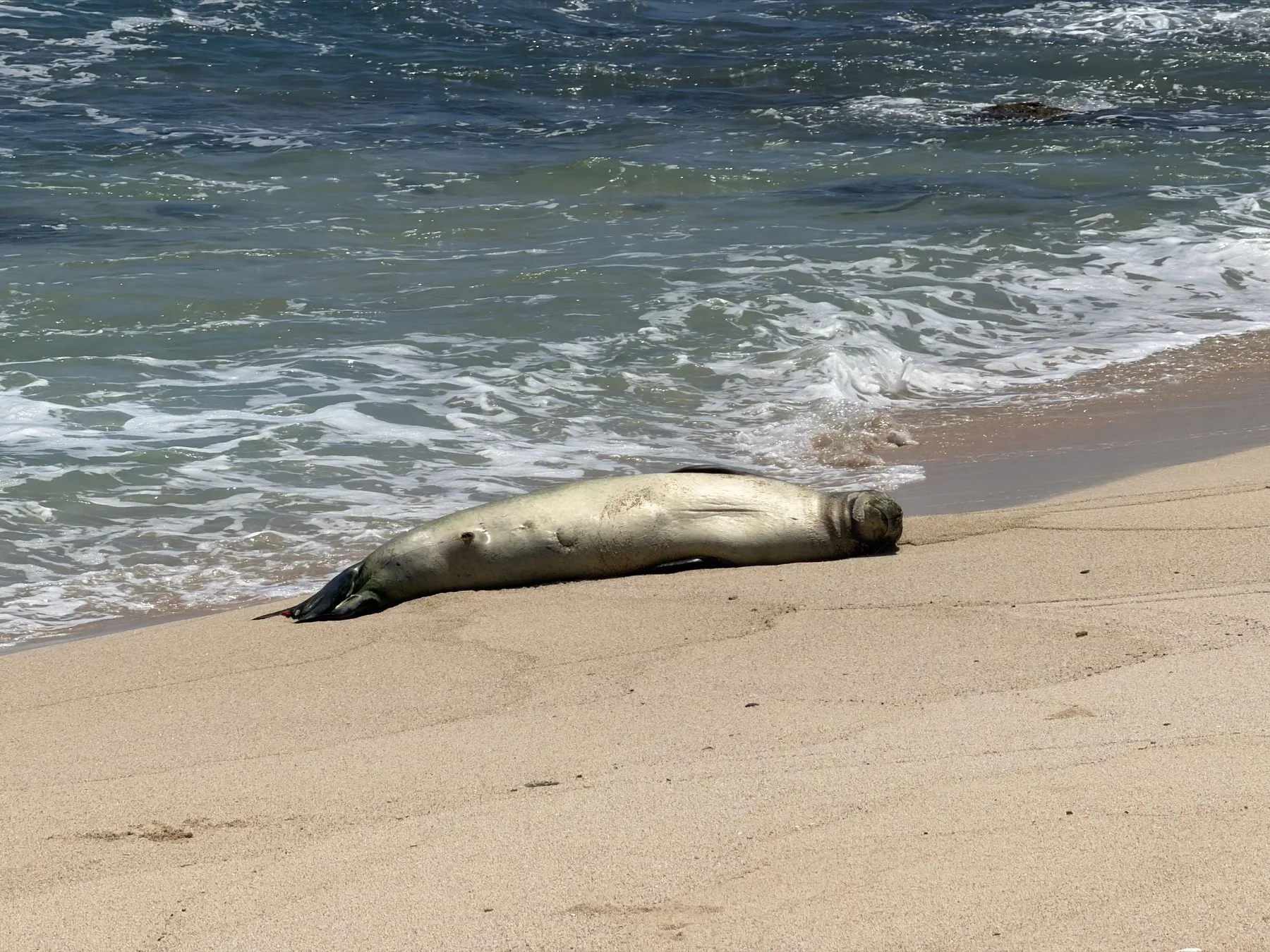 A seal resting on the beach near the water after cleanup.