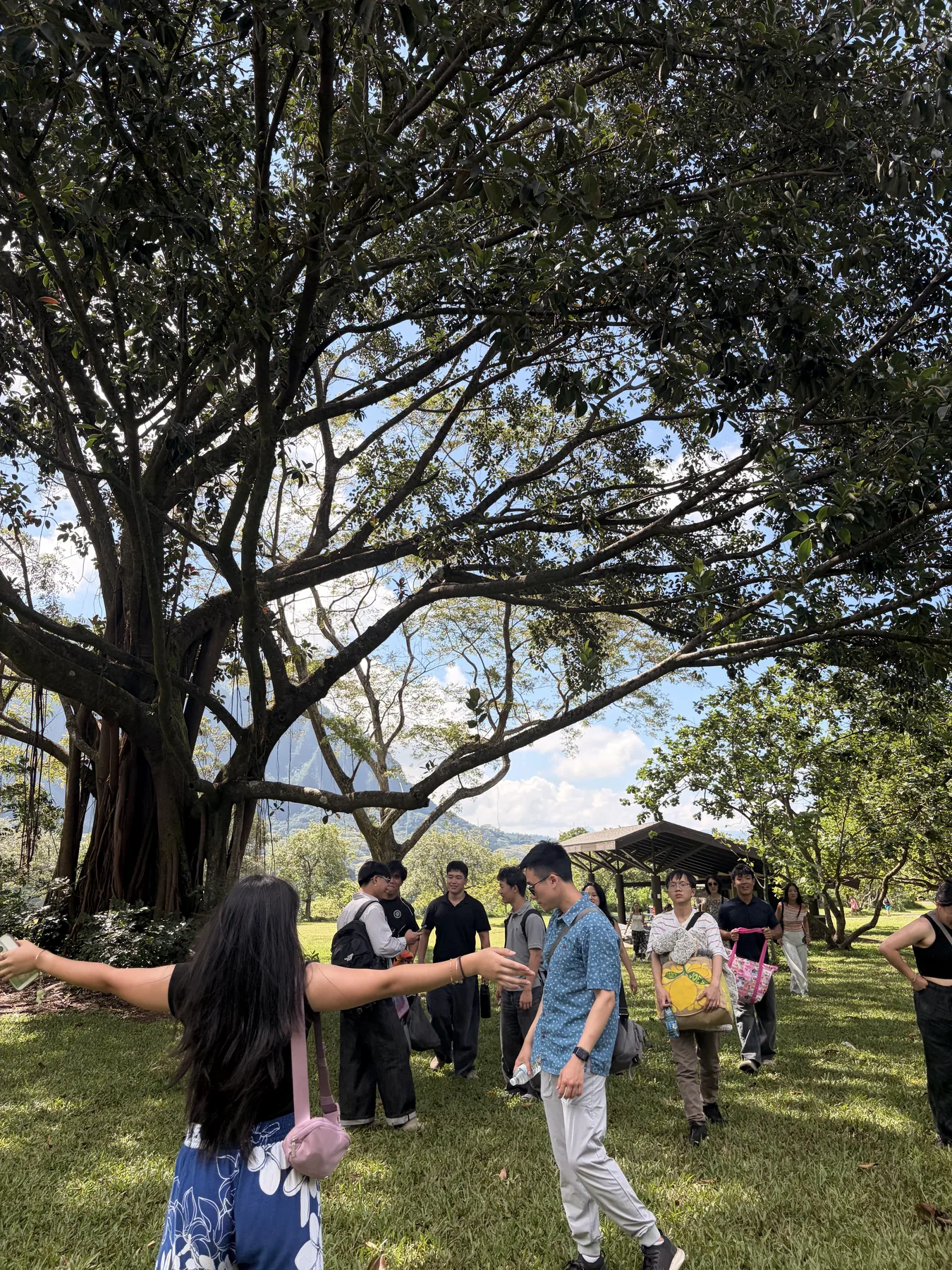 Team members gathered beneath a large tree at Hoʻomaluhia Botanical Garden.